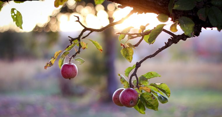 Historien om Discovery æblesorten